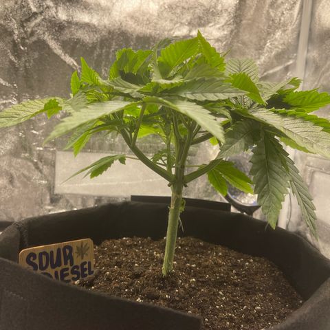 Sour diesel growlog timeline photo