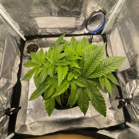 Sour diesel growlog timeline photo