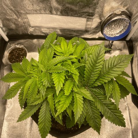 Sour diesel growlog timeline photo