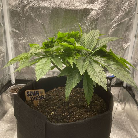 Sour diesel growlog timeline photo