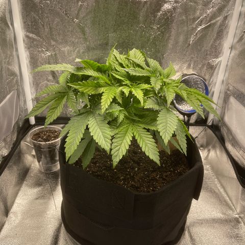 Sour diesel growlog timeline photo