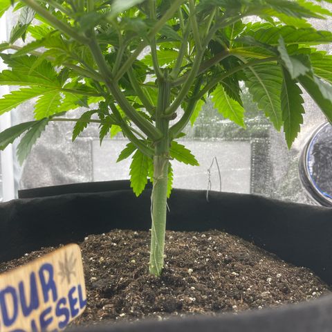Sour diesel growlog timeline photo