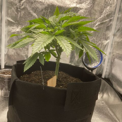 Sour diesel growlog timeline photo