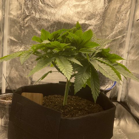 Sour diesel growlog timeline photo