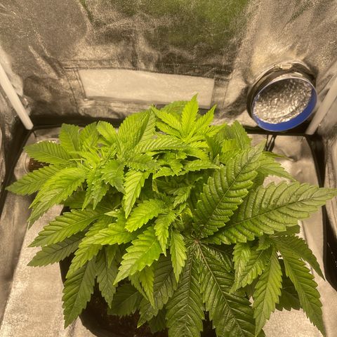 Sour diesel growlog timeline photo