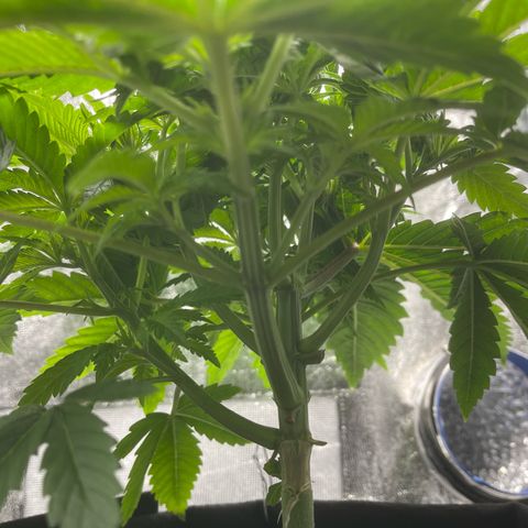 Sour diesel growlog timeline photo