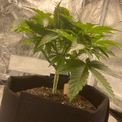 Sour diesel growlog timeline photo