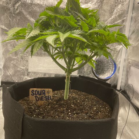 Sour diesel growlog timeline photo
