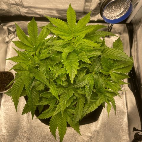 Sour diesel growlog timeline photo