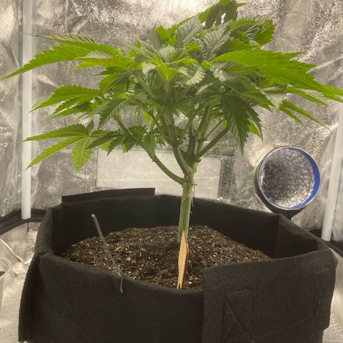 Sour diesel growlog timeline photo
