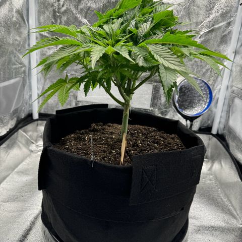 Sour diesel growlog timeline photo