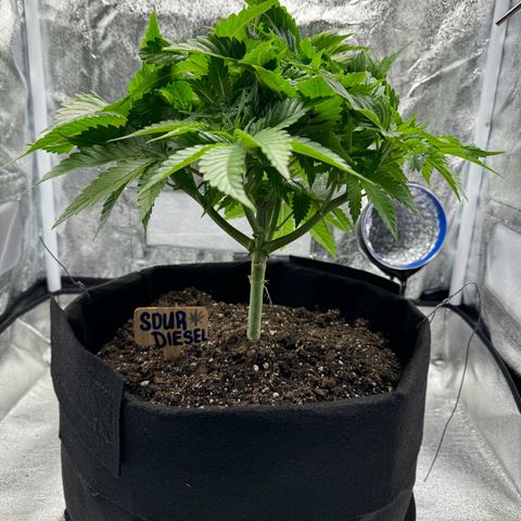 Sour diesel growlog timeline photo
