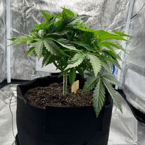 Sour diesel growlog timeline photo