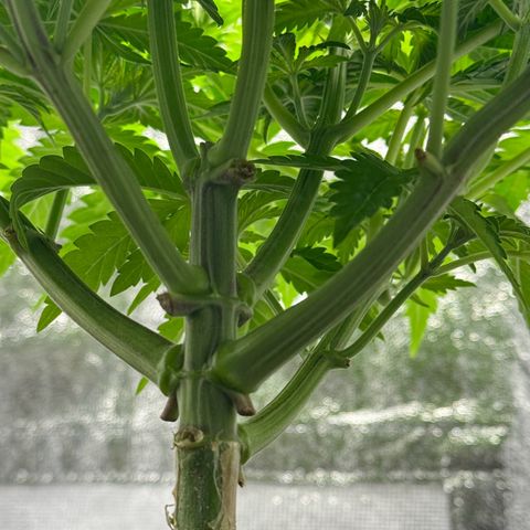 Sour diesel growlog timeline photo