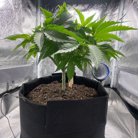 Sour diesel growlog timeline photo