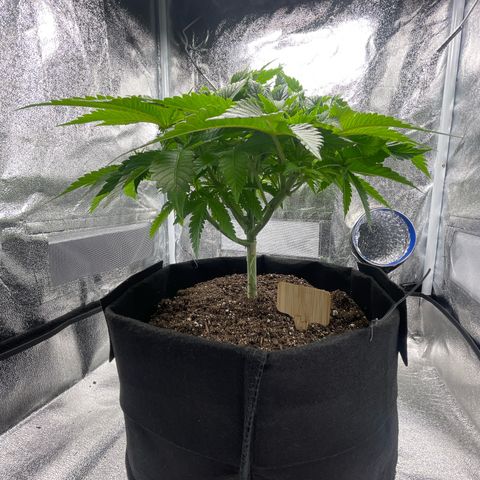 Sour diesel growlog timeline photo