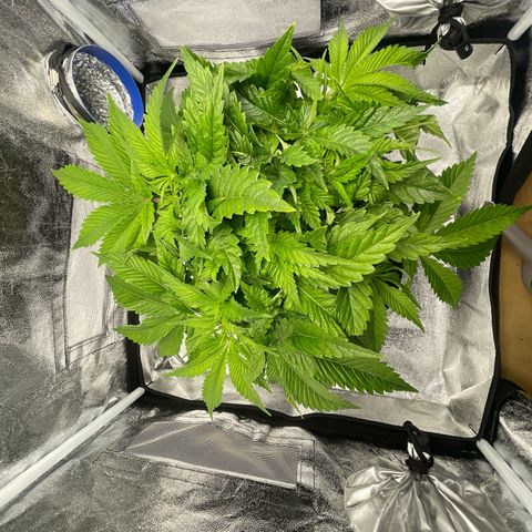 Sour diesel growlog timeline photo