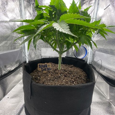 Sour diesel growlog timeline photo