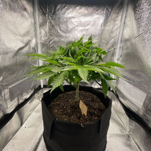 Sour diesel growlog timeline photo