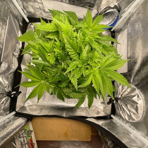 Sour diesel growlog timeline photo