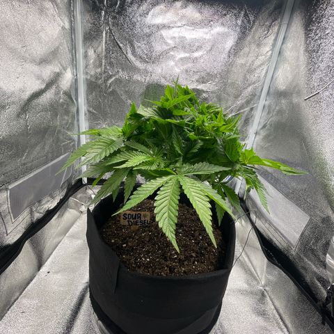 Sour diesel growlog timeline photo