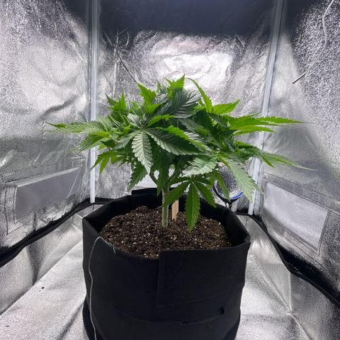 Sour diesel growlog timeline photo