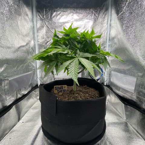 Sour diesel growlog timeline photo