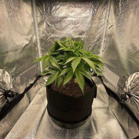 Sour diesel growlog timeline photo