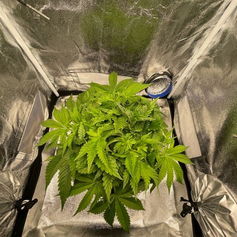Sour diesel growlog timeline photo