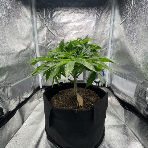 Sour diesel growlog timeline photo