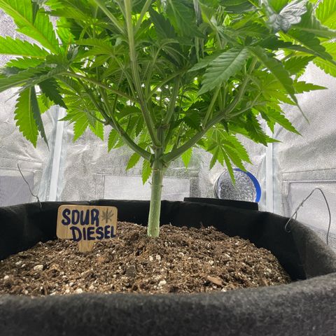 Sour diesel growlog timeline photo