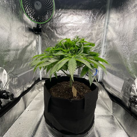 Sour diesel growlog timeline photo