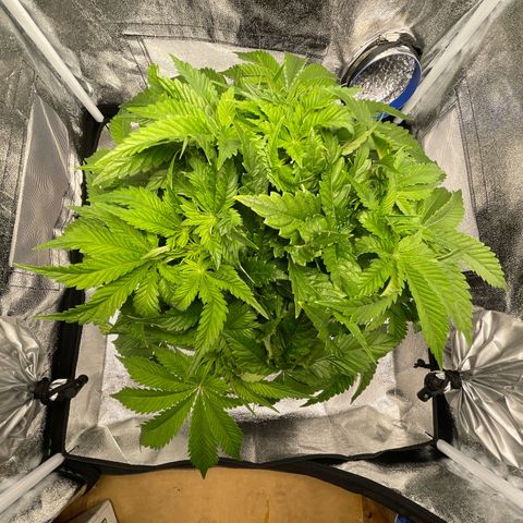 Sour diesel growlog timeline photo