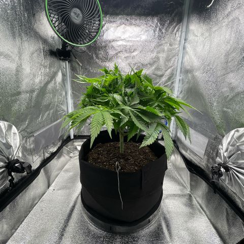 Sour diesel growlog timeline photo
