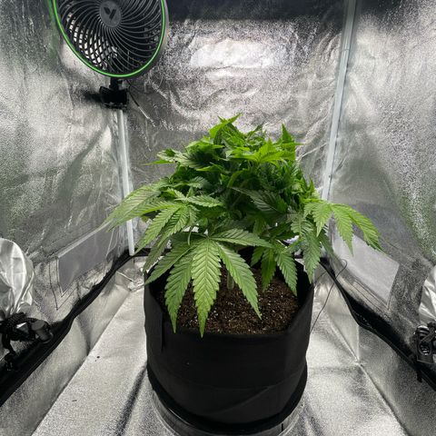 Sour diesel growlog timeline photo