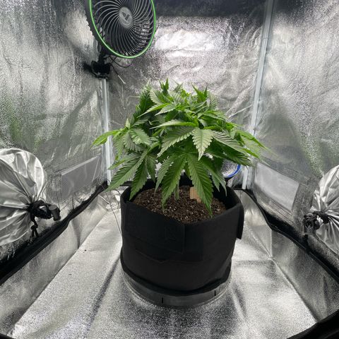 Sour diesel growlog timeline photo