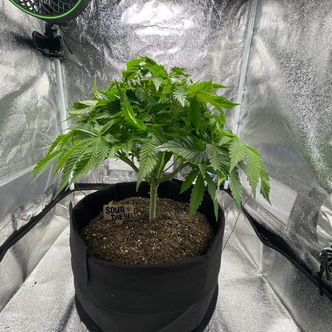 Sour diesel growlog timeline photo