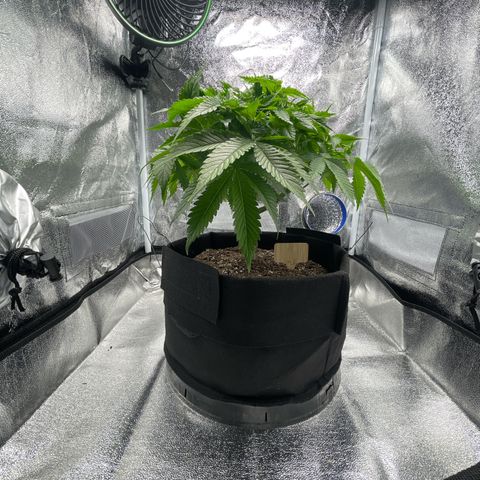 Sour diesel growlog timeline photo