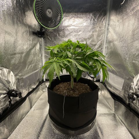 Sour diesel growlog timeline photo