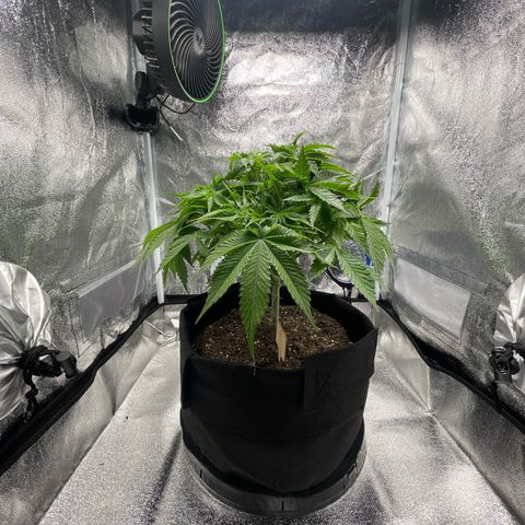 Sour diesel growlog timeline photo
