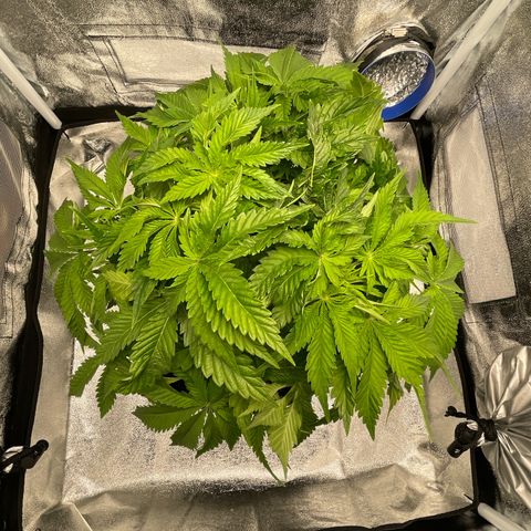 Sour diesel growlog timeline photo