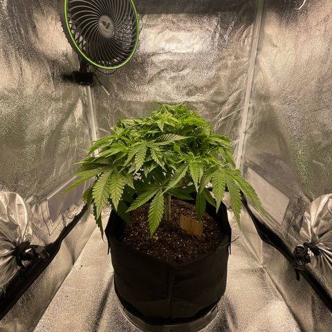 Sour diesel growlog timeline photo
