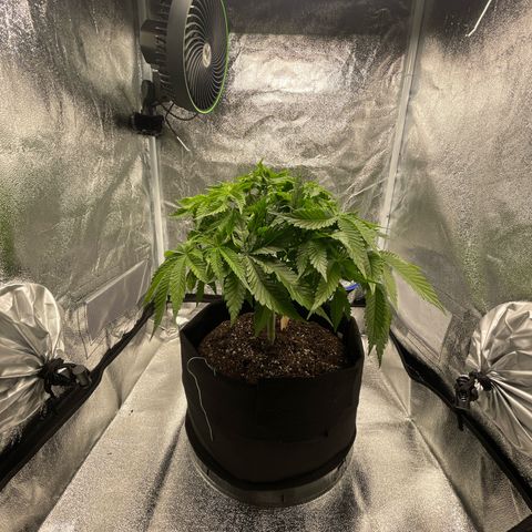 Sour diesel growlog timeline photo