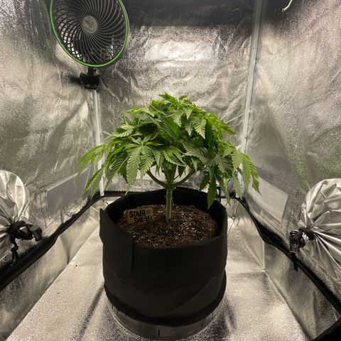 Sour diesel growlog timeline photo
