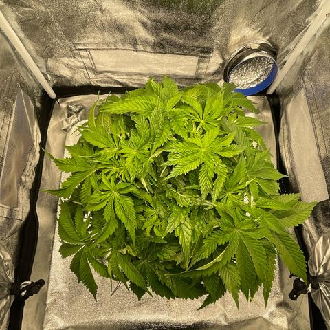 Sour diesel growlog timeline photo