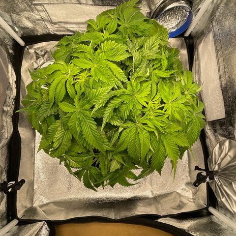 Sour diesel growlog timeline photo