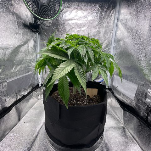 Sour diesel growlog timeline photo