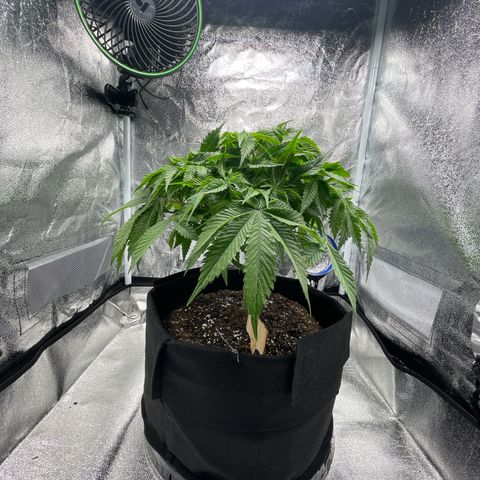 Sour diesel growlog timeline photo