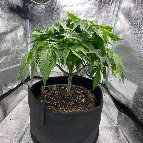 Sour diesel growlog timeline photo