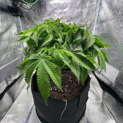 Sour diesel growlog timeline photo